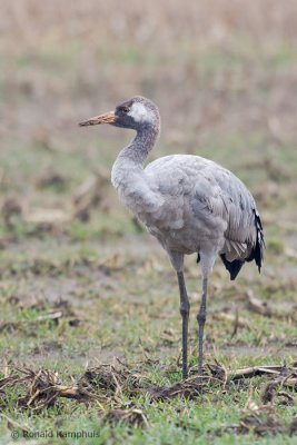 Common Crane - Kraanvogel