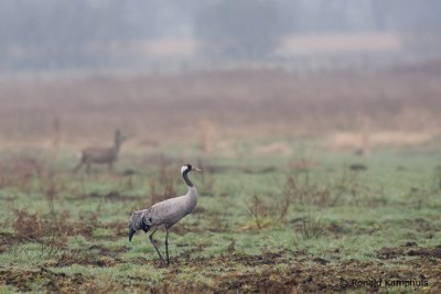 Common Crane - Kraanvogel