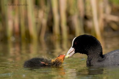 Coot - Meerkoet