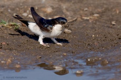 House Martin - Huiszwaluw