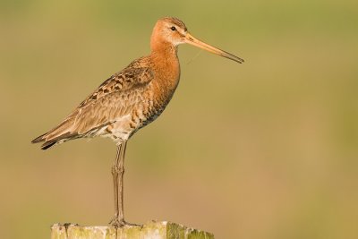 Blacktailed Godwit - Grutto