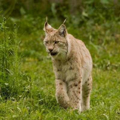 Lynx 