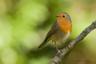 European robin - Roodborst