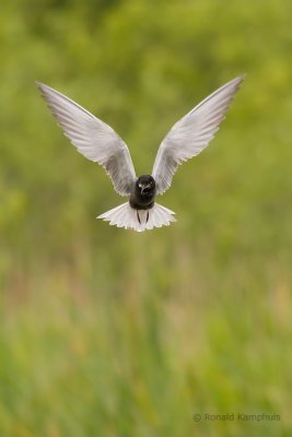 Black tern - Zwarte stern