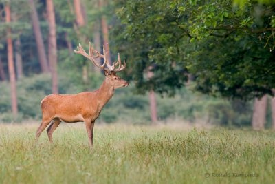 Red deer - Edelhert