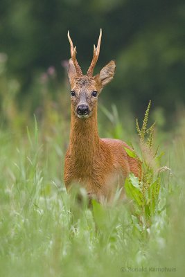 Roe deer - Ree