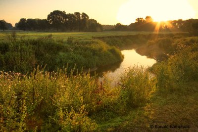 Sunrise Dinkel