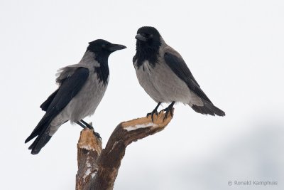 Hooded Crow - Bonte Kraai