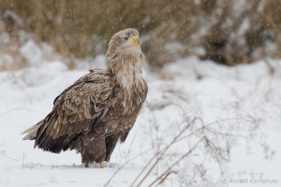 White-tailed Eagle - Zeearend