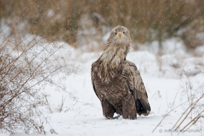 White-tailed Eagle - Zeearend