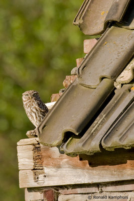 Little Owl - Steenuil