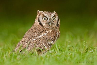 Scops Owl - Dwergooruil