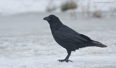 Common Raven - Raaf