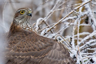 Eurasian Sparrowhawk - Sperwer