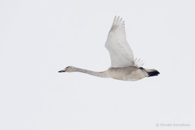 Whooper Swan - Wilde zwaan