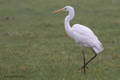 Great Egret - Grote zilverreiger