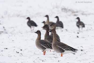 Taiga Bean-Goose - Taigarietgans