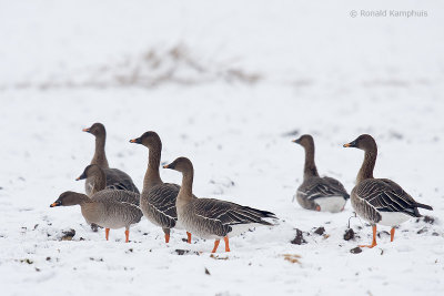 Taiga Bean-Goose - Taigarietgans