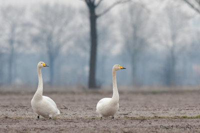 Whooper Swan - Wilde zwaan