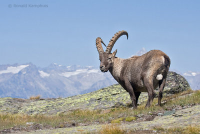 Ibex - Steenbok