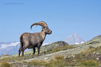 Ibex - Steenbok