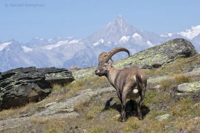 Ibex - Steenbok