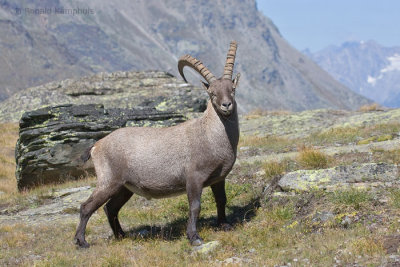 Ibex - Steenbok