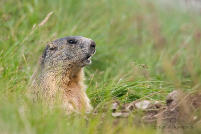 Alpine marmot - Alpenmarmot