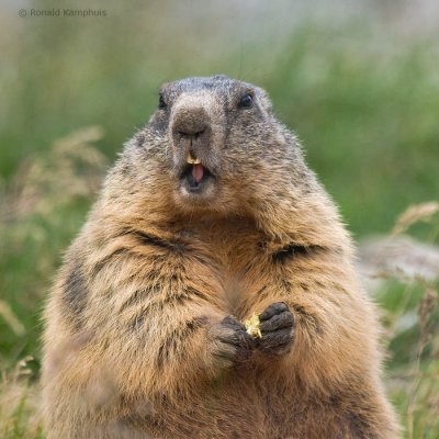 Alpine marmot - Alpenmarmot