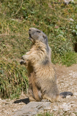 Alpine marmot - Alpenmarmot