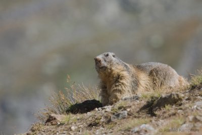 Alpine marmot - Alpenmarmot
