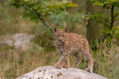 lynx