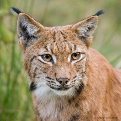lynx