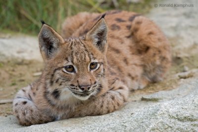 lynx