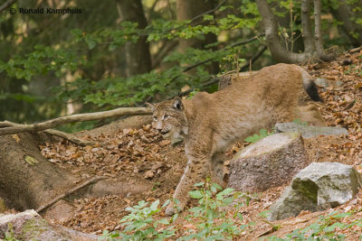 lynx