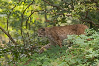 lynx