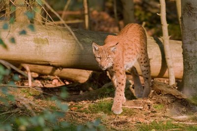lynx