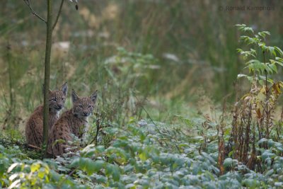 lynx