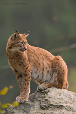 lynx