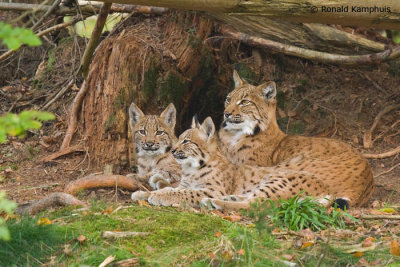 lynx
