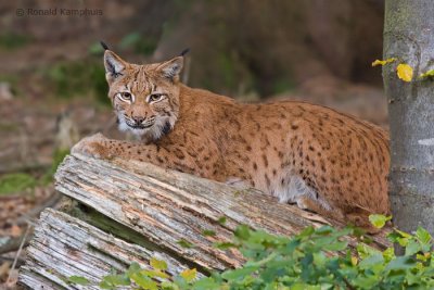 lynx