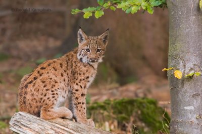 lynx