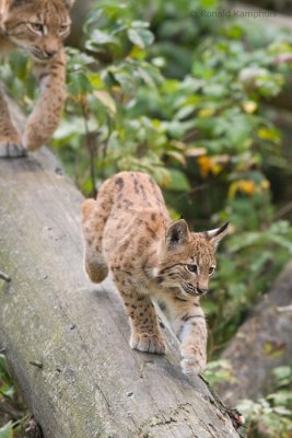 lynx