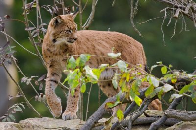 lynx