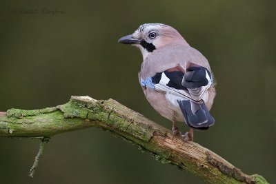 Eurasian Jay - Gaai