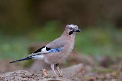 Eurasian Jay - Gaai