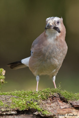 Eurasian Jay - Gaai