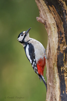 Great Spotted Woodpecker - Grote bonte specht