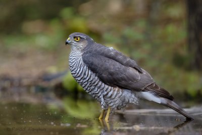 Sparrowhawk - Sperwer