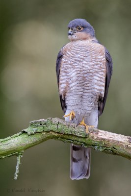 Sparrowhawk - Sperwer